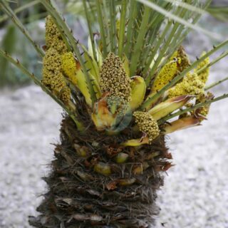 Chamaerops_humilis_male_flowers-scaled-1.jpg