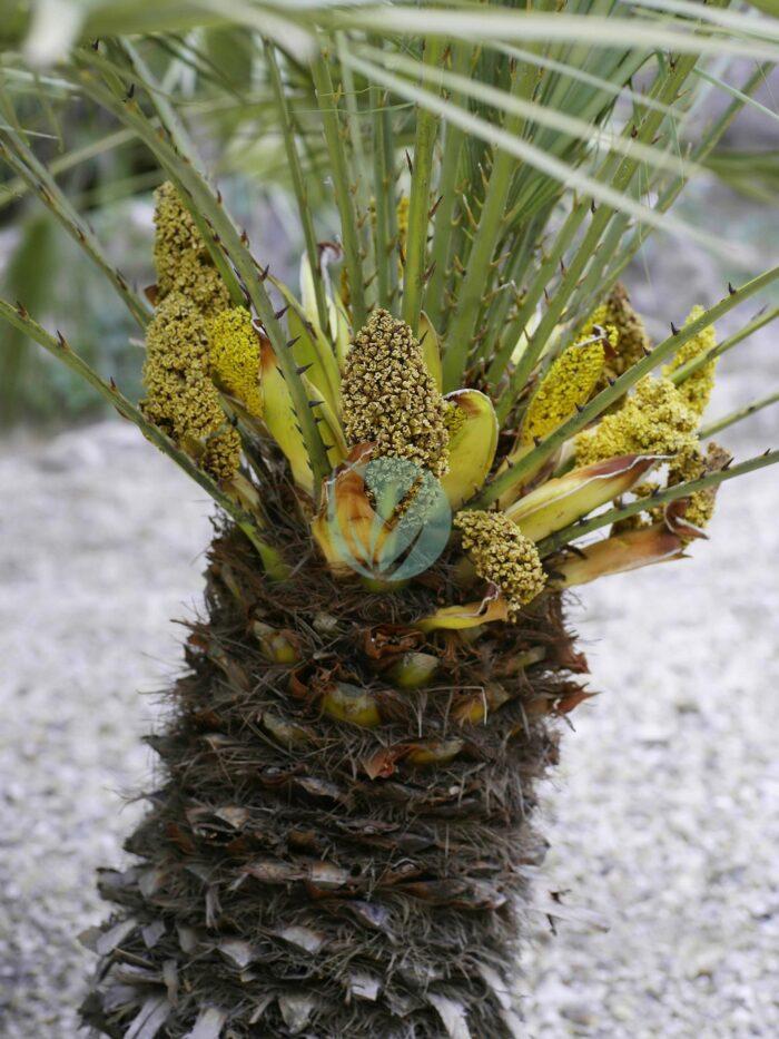 Chamaerops humilis male flowers scaled