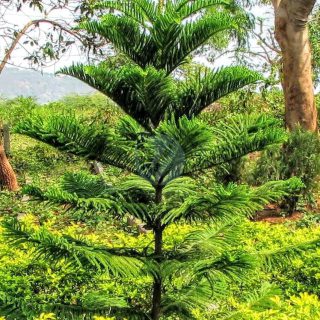 Christmas_Tree_Araucaria_excelsa_Biodiversity_Park_Visakhapatnam.jpg