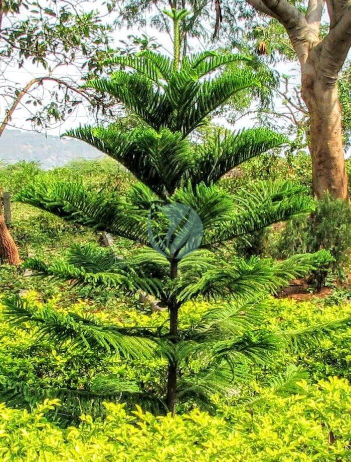 Christmas Tree Araucaria excelsa Biodiversity Park Visakhapatnam