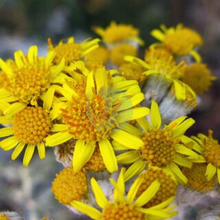 Cineraria_-_Jacobaea_maritima_946330431-scaled-1.jpg