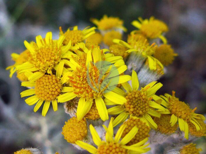 Cineraria Jacobaea maritima scaled