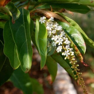 Citharexylum_spinosum_Fiddlewood_W_IMG_3232-1.jpg