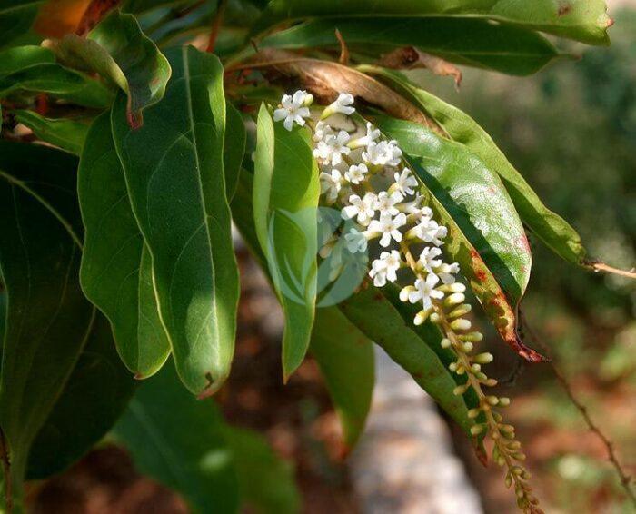 Citharexylum spinosum Fiddlewood W IMG