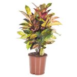 Codiaeum iceton maroc