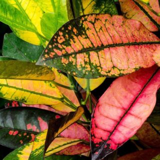 Codiaeum-iceton-maroc-clorofila.jpeg