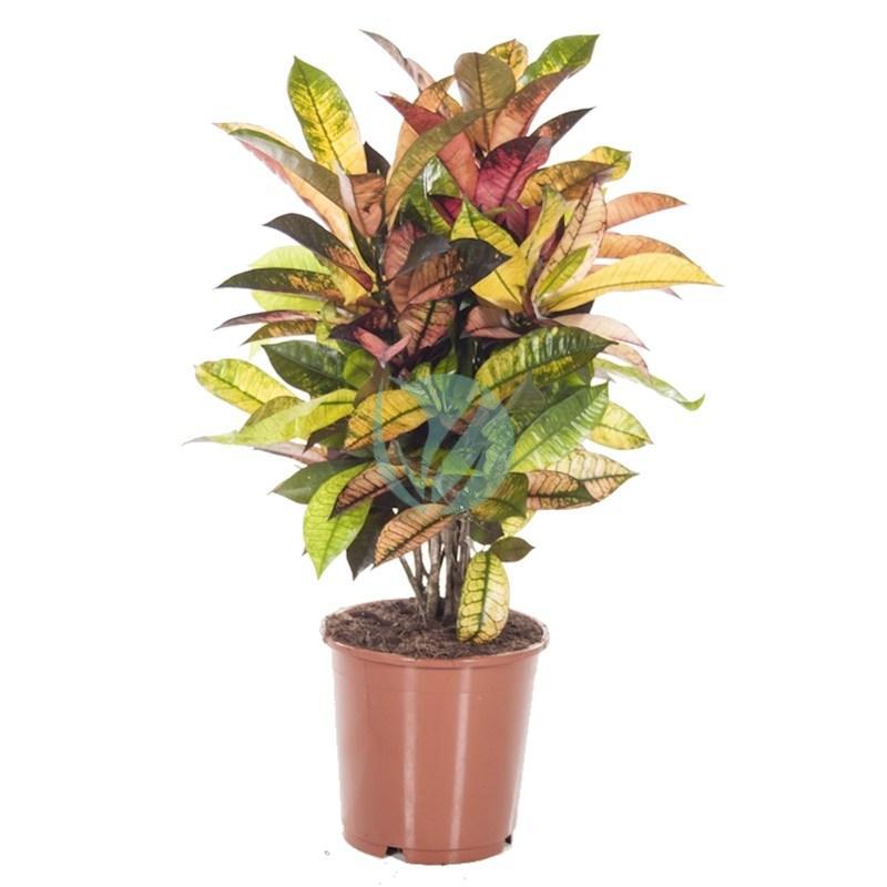 Codiaeum iceton maroc