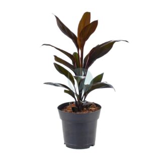 Cordyline-tango-maroc-clorofila.jpeg