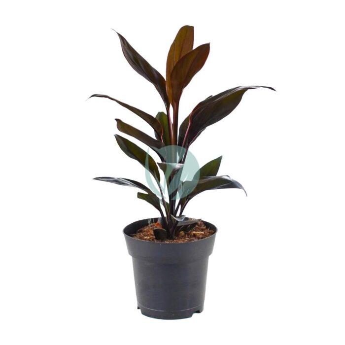 Cordyline tango maroc clorofila