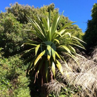 Cordyline_indivisa_Hinewai_New_Zealand-scaled-1.jpg