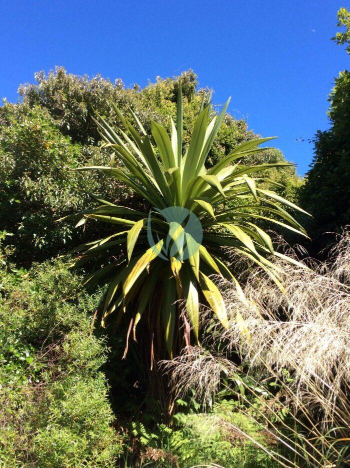 Cordyline indivisa Hinewai New Zealand scaled