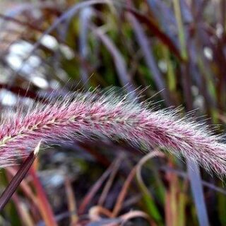 Cordyline_indivisa_tanetahi_002-1.jpg