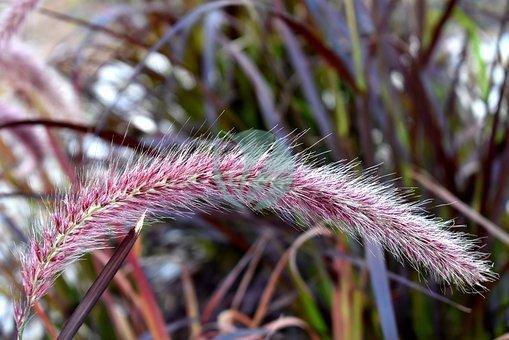 Cordyline indivisa tanetahi