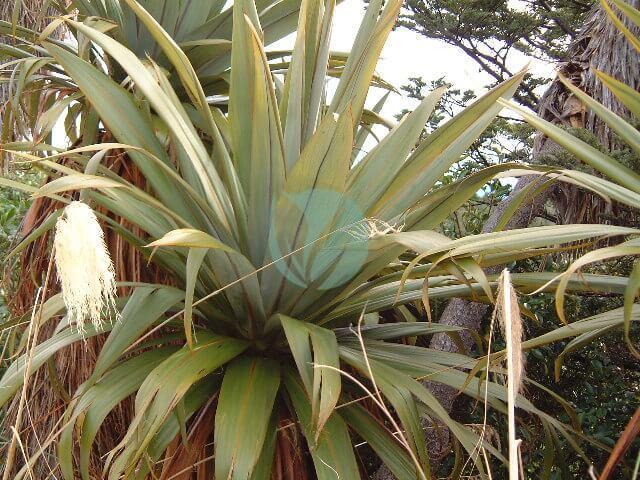 Cordyline indivisa tanetahi