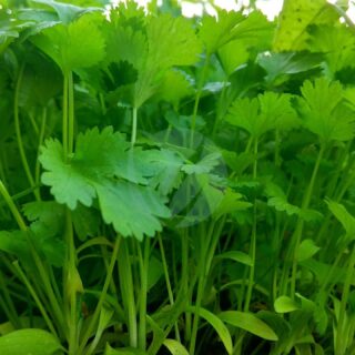 Coriander_03-scaled-1.jpg