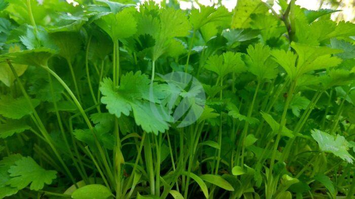 Coriander scaled