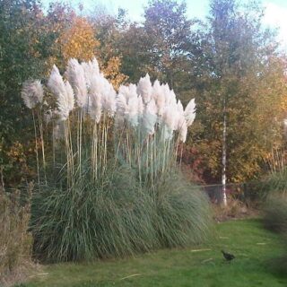 Cortaderia_selloana_-_wetland_1.jpg