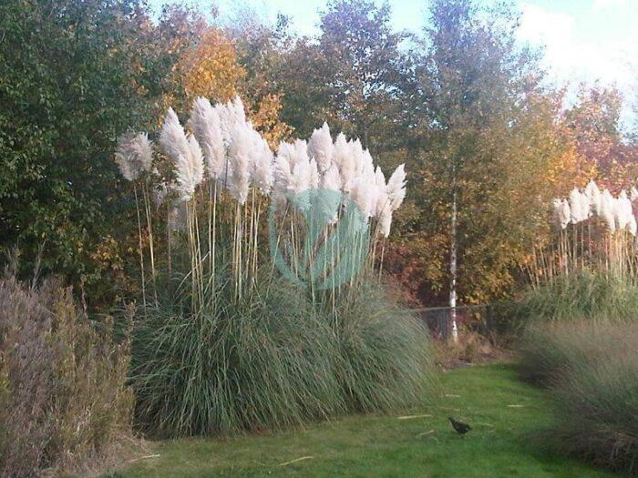 Cortaderia selloana wetland