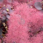 Cotinus coggygria Velvet Cloak