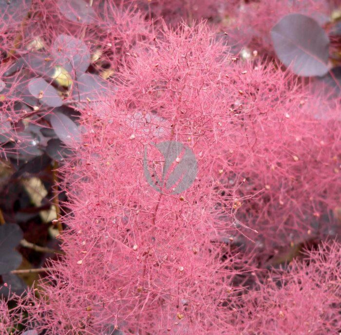 Cotinus coggygria Velvet Cloak