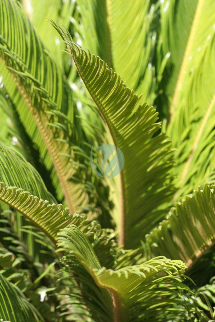 Cycas revoluta new leafs scaled