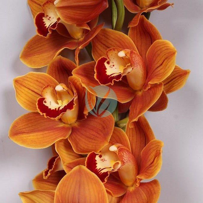 Cymbidium clorofila