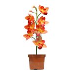 Cymbidium maroc clorofila