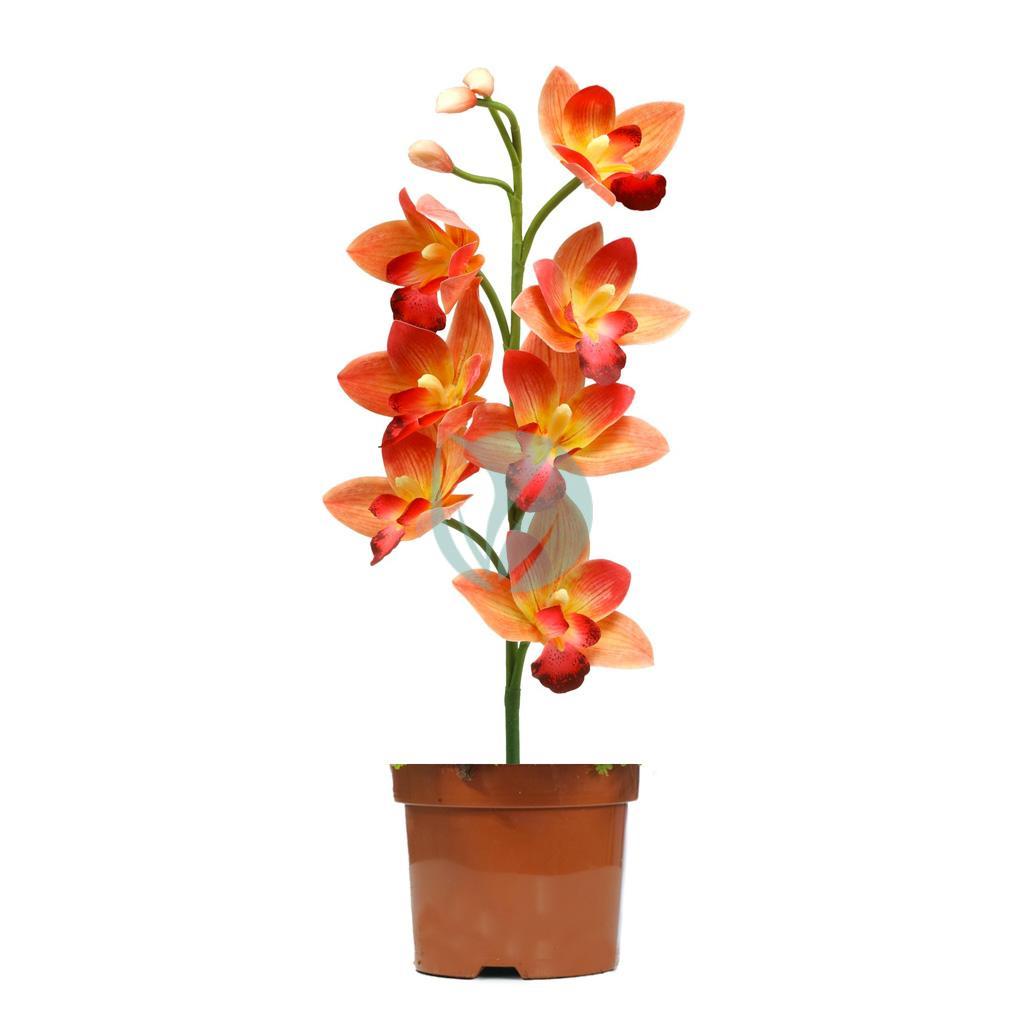 Cymbidium maroc clorofila