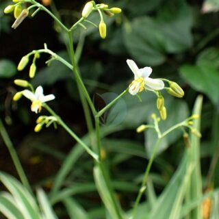 Bambou Maroc - Maya Fleur