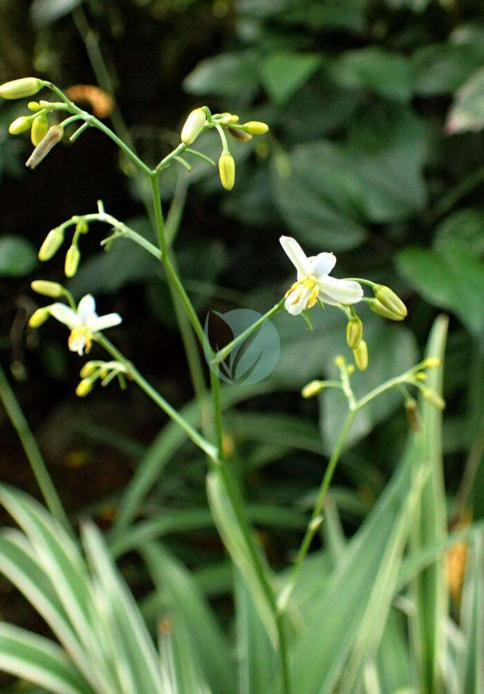 Dianella tasmanica Variegata kz scaled