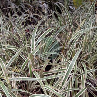 Dianella_tasmanica_var._variegata_1zz-scaled-1.jpg