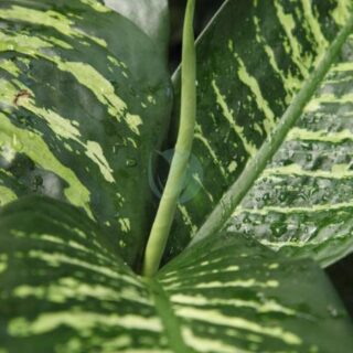 Dieffenbachia-maroc.jpeg