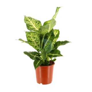 Dieffenbachia-maroc-clorofila.jpg