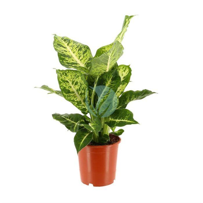 Dieffenbachia maroc clorofila