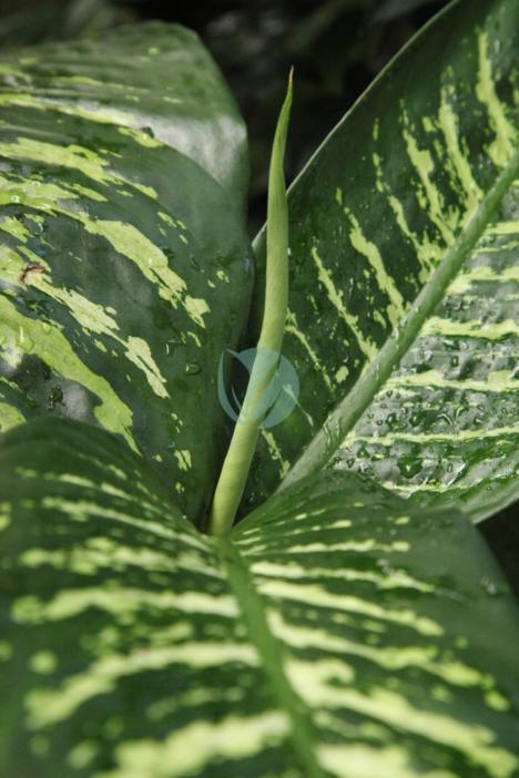 Dieffenbachia maroc
