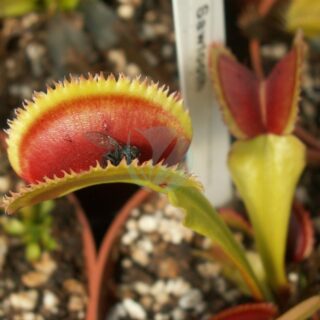 Dionaea-muscipula-attrape-mouche-clorofila-maroc.jpeg