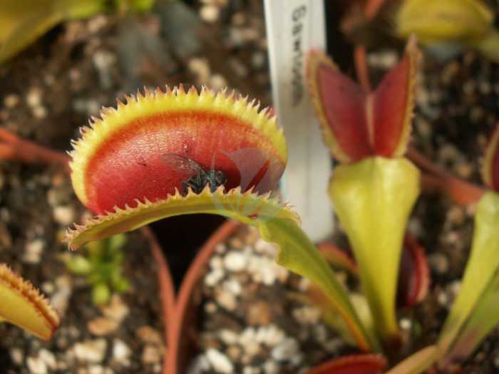 Dionaea muscipula attrape mouche clorofila maroc