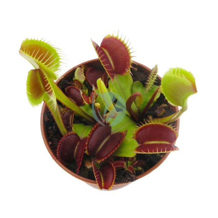 Dionaea muscipula attrape mouche clorofila maroc