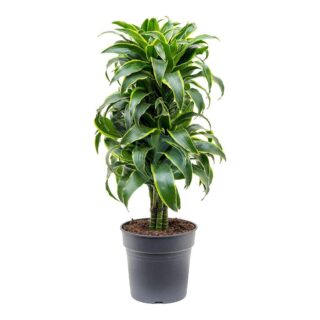 Dracaena-Dorado-maroc-clorofila.jpeg