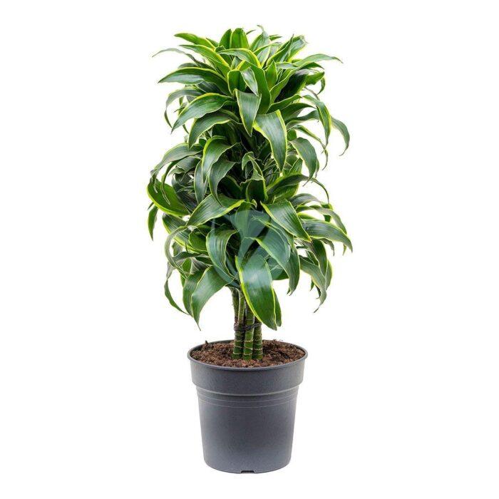 Dracaena Dorado maroc clorofila