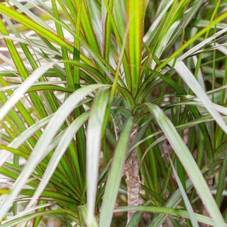 Dracaena-Marginata-maroc.jpeg