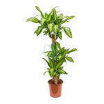 Dracaena Massangeana maroc clorofila