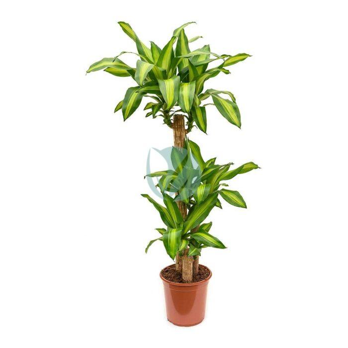 Dracaena Massangeana maroc clorofila