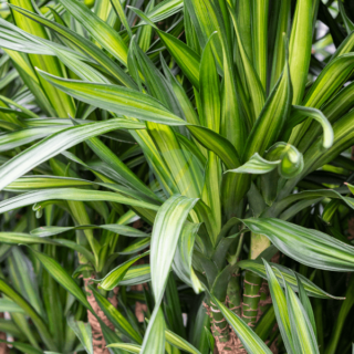 Dracaena-Rikki-maroc.png