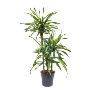 Dracaena-Rikki-maroc-clorofila.jpeg