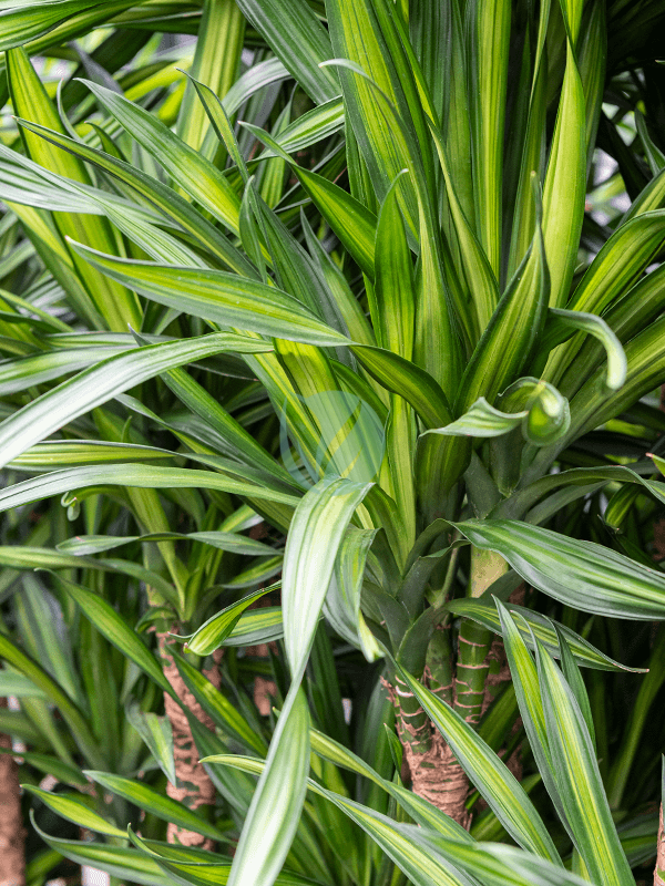 Dracaena Rikki maroc
