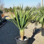 Dracaena draco maroc clorofila