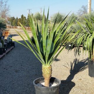 Dracaena-draco-maroc-clorofila.jpeg