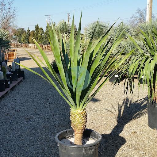 Dracaena draco maroc clorofila