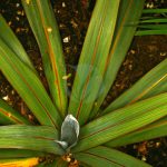 Dracaena indivisa clorofila